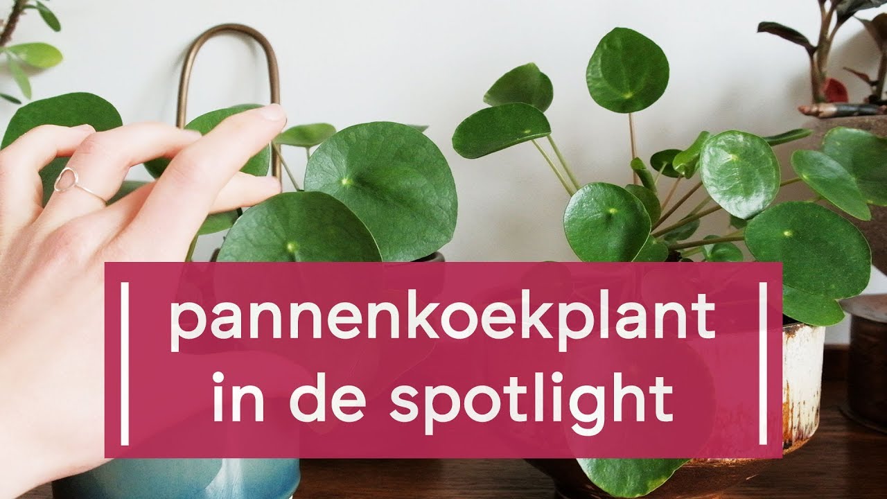 Zo verzorg je de Pannenkoekplant/Pilea peperomioides