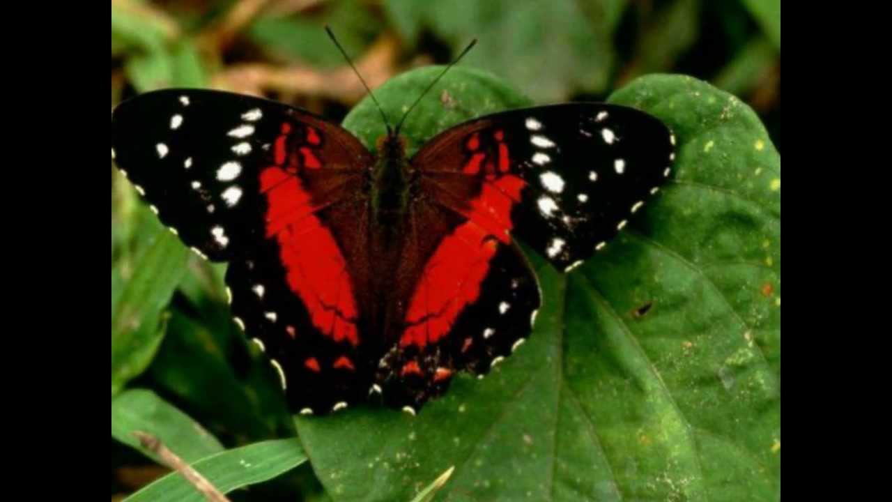 Cantique n°65 Voici le chemin