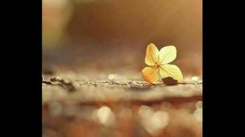 الصفحة 205 من سورة التوبة من الآية115حتى 121 /وما كان اللّه ليضلّ قوماً بعد إذ هداهم حتى يبيّن لهم /