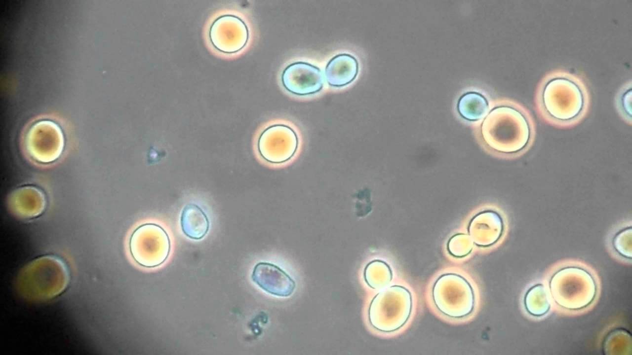 Brewing yeast YouTube