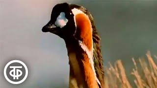 видео: Краснозобая казарка. Документальный фильм (1972) картинка: Краснозобая казарка. Документальный фильм (1972)