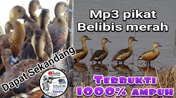 Suara mp3 pikat belibis merah