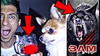Do Not Give Werewolf Potion To Your Puppy At 3Am Omg It Worked