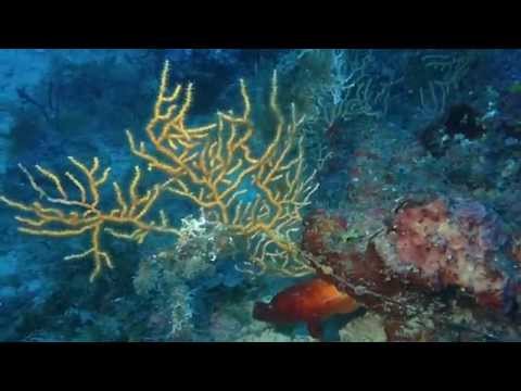 Κίτρινες Γοργονιες -