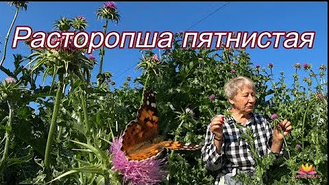 Расторопша пятнистая. На улицах нашего города / Сад Ворошиловой