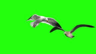 Bird Green Screen - Seagulls flying in the sky