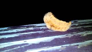 A Stranger In The Night