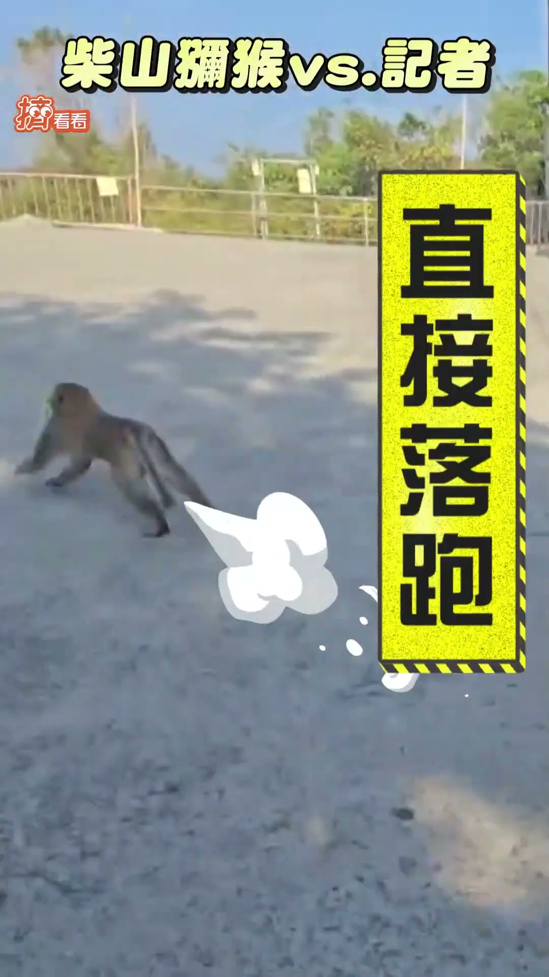 現行犯! 記者直擊柴山獼猴「光速搶劫」 訪問一半突衝進採訪車3秒叼走餅乾逃跑｜TVBS新聞@TVBSNEWS01