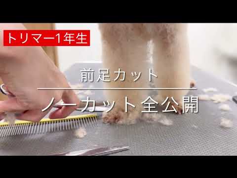 【トリミング 前足カット】「トリマー1年生前足カット、ノーカット全公開」トイプードル