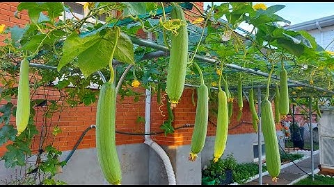 BẦM NGỌN VÀ TỈA LÁ MƯỚP