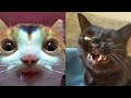 BEST CAT MEMES COMPILATION OF 2020 PART 30 (FUNNY CATS)