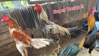 Bekonang market has lots of surprises, boss, there are the typical colors of plucker and klawu ke...