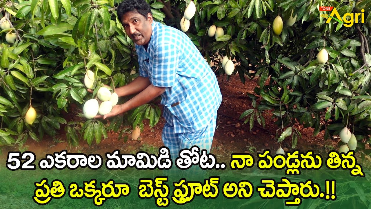 Mango Farming | 52 ఎకరాల మామిడి తోట.. తిన్న ప్రతి ఒక్కరూ బెస్ట్ ఫ్రూట్ అని చెప్తారు..! Tone Agri