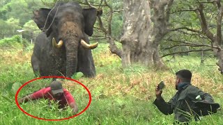 Wildlife officials treating tusker elephant with serious injuries to its front leg | Save elephants.