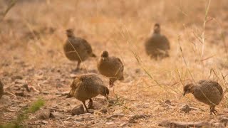 female sound hunting partridge jungle mein female sound Great video grey francoline voice mail screenshot 4