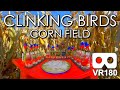 Clinking Birds Corn Field: An ASMR Virtual Reality Experience