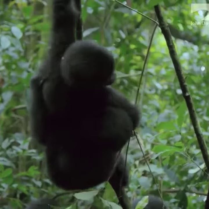 Dumb cunt monky breaks tree branch