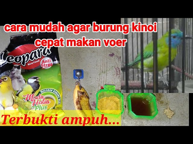 Cara mudah dan gampang,agar burung cucak Kinoi(cekcor)bahan cepat makan Voer... - YouTube