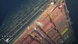 Lost at sea: Ecological assessment around a sunken shipping container