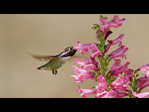 Видео: Penstemon Beard Tongue Plant: советы по выращиванию пенстемона