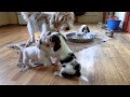 X Litter - PBGV puppies の動画、YouTube動画。