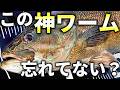 【化け物ワーム】忘れてない?釣れすぎて封印レベルの神ワームで天才バス完全攻略