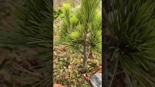 Pinus Peuce Bitola 05.10.25.