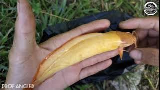 mancing dapat ikan lele albino warna kuning emas