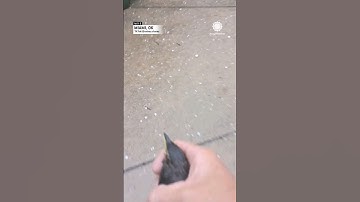 Pria Menyelamatkan Burung dari Badai Hujan Es