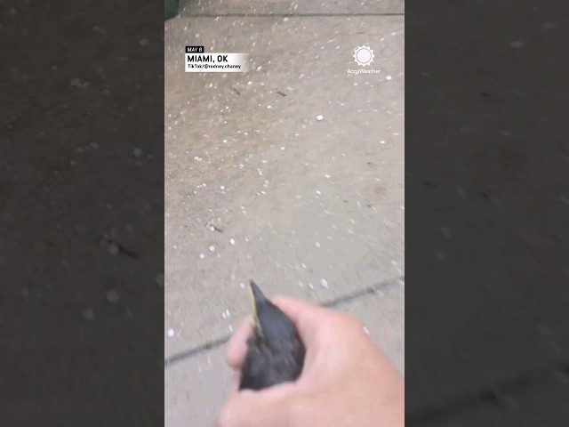Man Saves Bird From Hail Storm