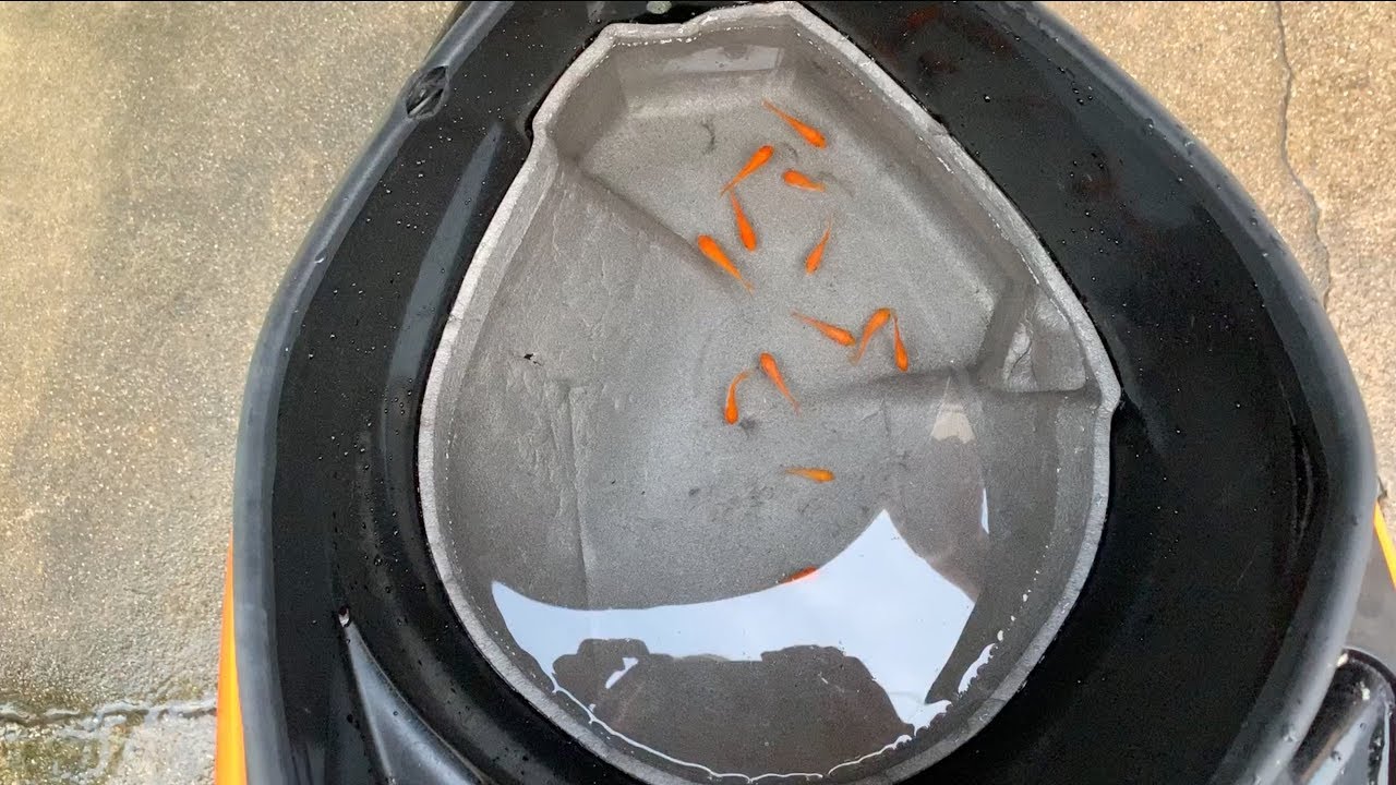 親父のバイクで親父の金魚を飼ってみた。 - YouTube