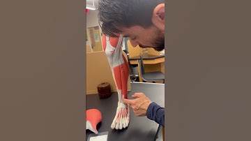 LEG MODEL MUSCLES for ANATOMY LAB EXAMS
