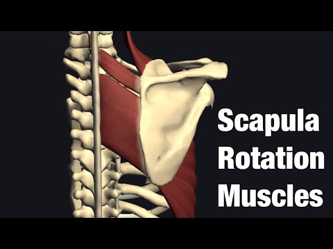 Video: Adakah pectoralis major melekat pada skapula?