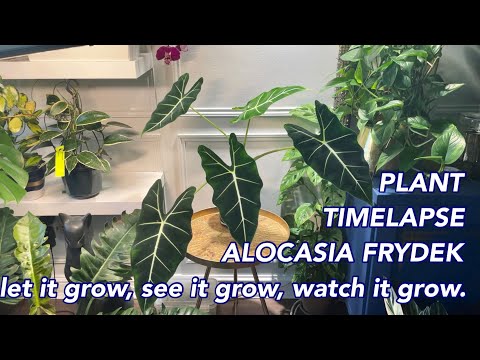 Video: Houseplant Alocasia - İç Mekan Afrika Maske Bitkisi Nasıl Yetiştirilir