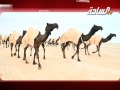 برومو منقية الشيخ عبد الهادي بن راشد ال بخيته المري 