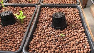 The importance of proper ph!