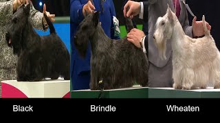 Breed Colours|SCOTTISH TERRIER|