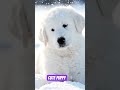 cute puppy