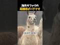 海外のサファリパークは想像を超えてきます