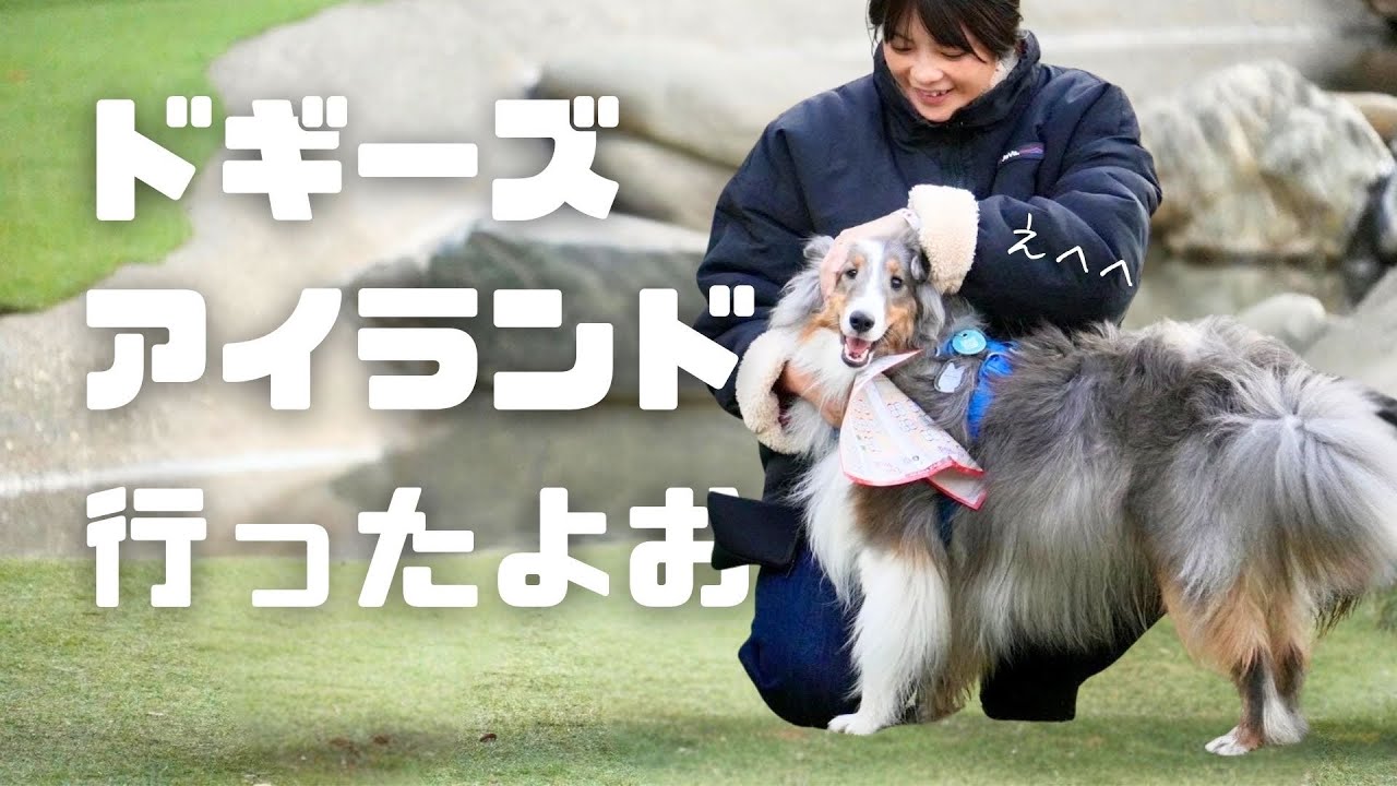 【ドギーズアイランド】遊び疲れたはぴがまさかの展開に... | シェルティ | シェットランドシープドッグ | 多頭飼い |