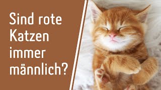 Sind rote Katzen immer männlich? | Katzen Tipps