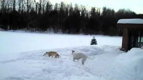 Greyhound and whippet have crazy fun in the snow