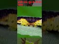 इनके पास जाने से जान भी जसकती है 😶 | इनकी भोली शक्ल पे मत जाना 😳 | #shorts #animals