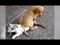 The funniest CATS and DOGS will make your problems disappear!