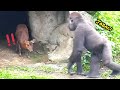 呷百二對動物很友善❤️😆🤣💦#Djeeco#ゴリラ#迪亞哥#金剛猩猩#taipeizoo #gorilla #台北市立動物園20240523#15