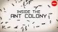 The Fascinating World of Ant Colonies ile ilgili video