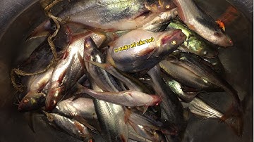 Câu cá basa mồi này quá nhậy chưa bao giờ câu bị bể đầu về tay không - Nhật Ký Cần Thủ