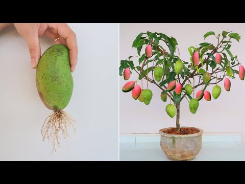 How to grow Mango tree from Mango Fruit for beginners