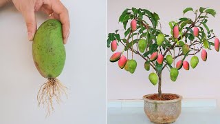 How to grow Mango from Mango Fruit for beginners