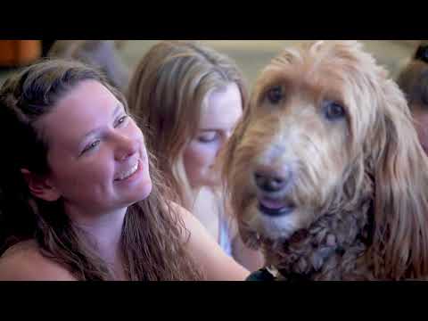 Videó: Az ölelés stresszt okoz a kutyáknak?